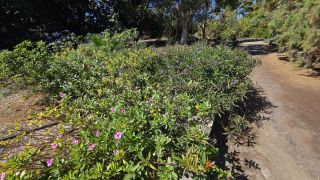 GC-Parque Botanico de Maspalomas 2025-080.jpg